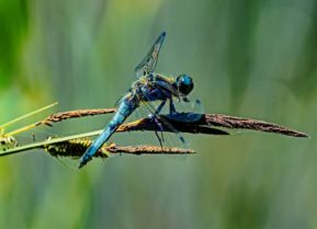 Libelle