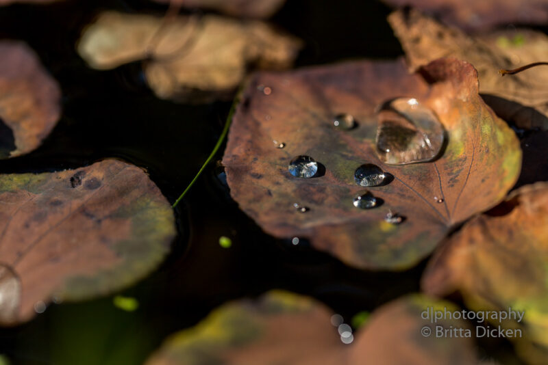 Herbstbilder mit Tropfen