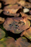 Herbstbilder