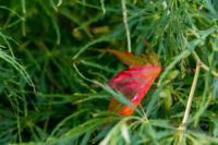 Herbstbilder