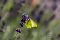 Herbstbilder