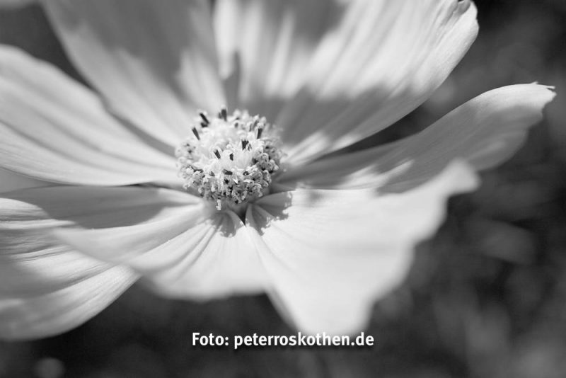 Schwarzweiss - Das gleich Foto Schwarzweiss - Das gleich Foto