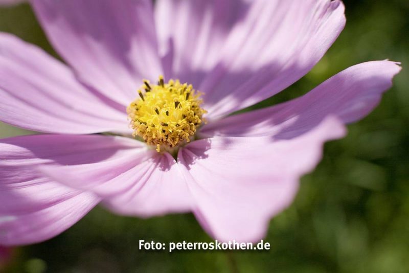 Farbfoto - Gelb zieht die Aufmerksamkeit auf sich Farbfoto - Gelb zieht die Aufmerksamkeit auf sich
