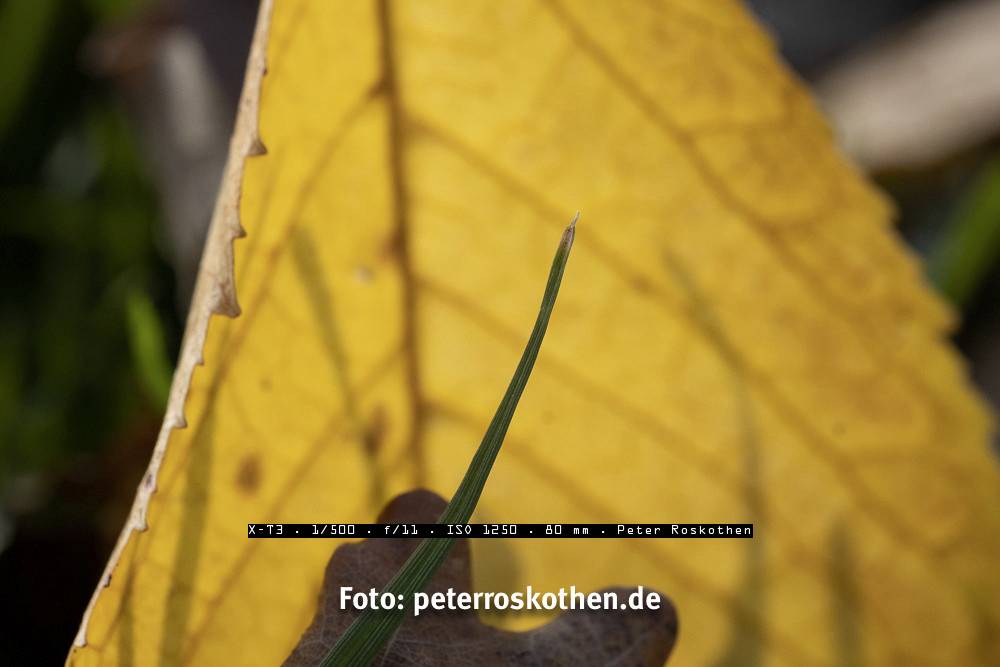 Testbild XF 80mm - Makrofoto