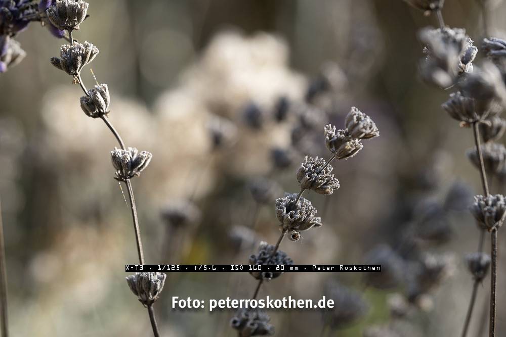 Test Fuji Fujinon XF 80mm F2.8 R LM OIS WR Makro - Testbericht - *fotowissen