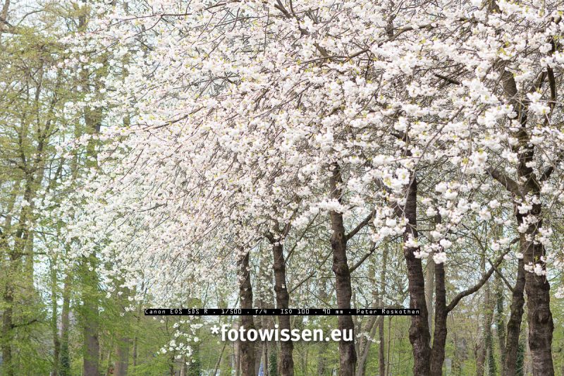 Kreative Baumfotos aufnehmen – Ideen für besondere Aufnahmen: Die TSE Linse ist besonders interessant für Naturfotografen. Baum-Fotografie mit TSE 90mm f/2.8 Objektiv.