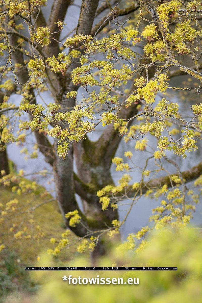 Testbild TS-E 90mm (Mark I)