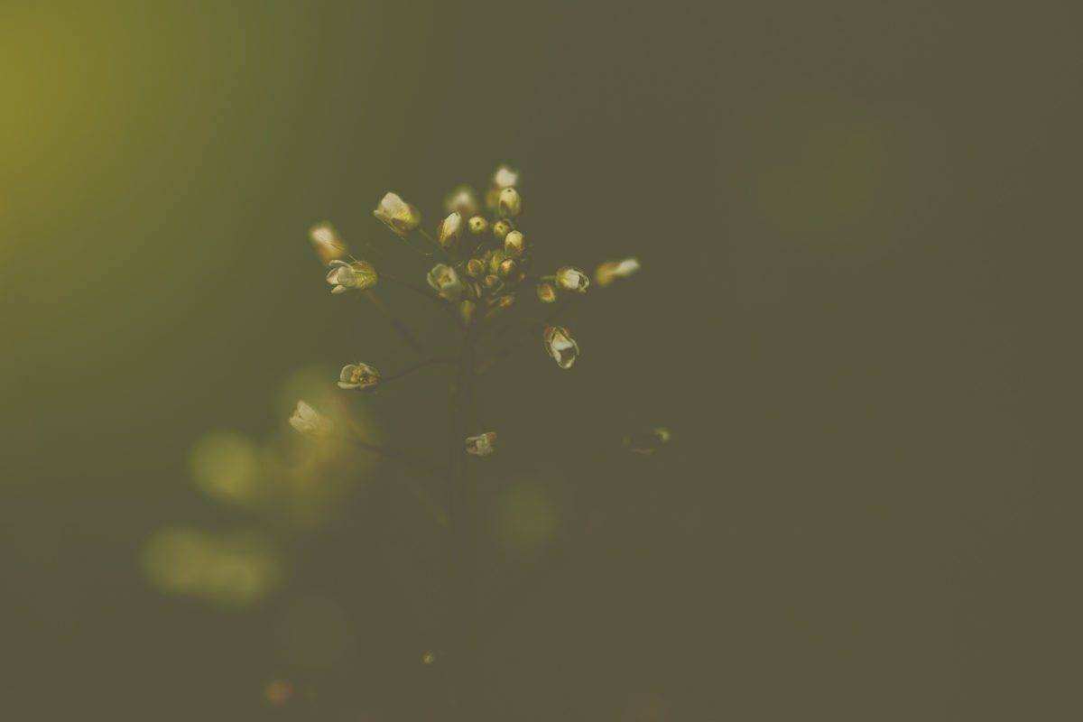 Mystische Blüten © Inka Domnick Mystische Blüten © Inka Domnick