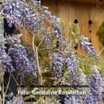 Test Fujifilm X-T30 DSLM - Video Details Vergleich