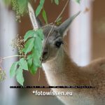 Testbild Sony Alpha 9 mit SEL FE 200-600mm F5,6-6,3 G OSS