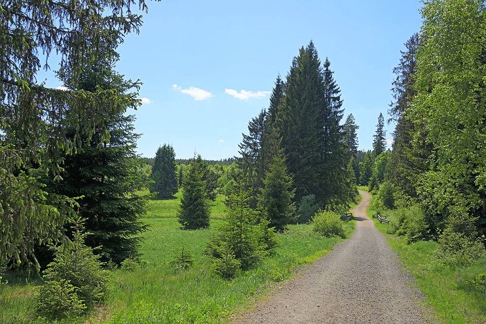 ansicht wald braunlage 20180521 holzborn 4648kl