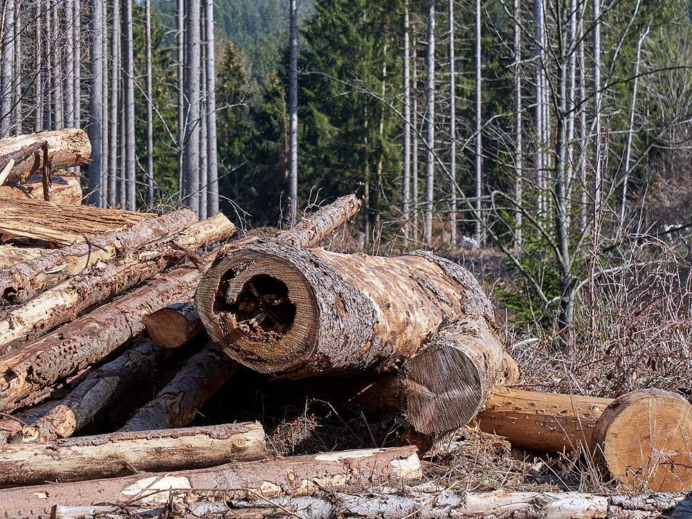 holz in dreiannen 20190322 holzborn 0406kl