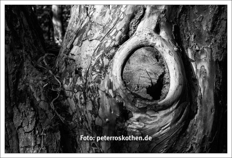Schwarzweiß Foto Baum Naturfoto / Gartenfoto Schwarzweiß Foto Baum Naturfoto / Gartenfoto