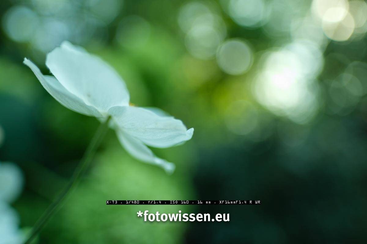 Testfoto Fujinon XF16m F/1.4 - Bokeh bei F/1.4