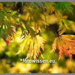 Die Farben und das Licht entdecken