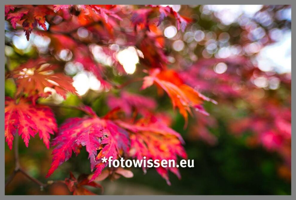Nahaufnahme der leuchtend roten und rosa Herbstblätter auf einem Ast vor einem unscharfen Hintergrund. Achtsam fotografieren, um die flüchtige Schönheit einzufangen, die in diesem heiteren Moment glücklich macht. Eine Anleitung zur bewussten Fotografie.