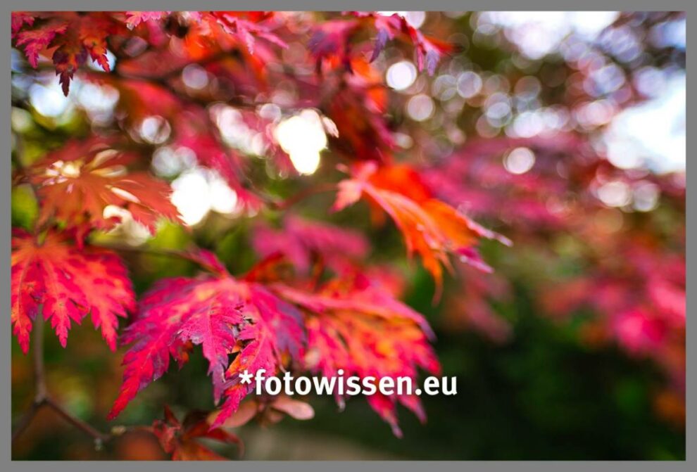 Achtsam fotografieren macht glücklich