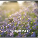 Fotografie mit Gefühl und Achtsamkeit