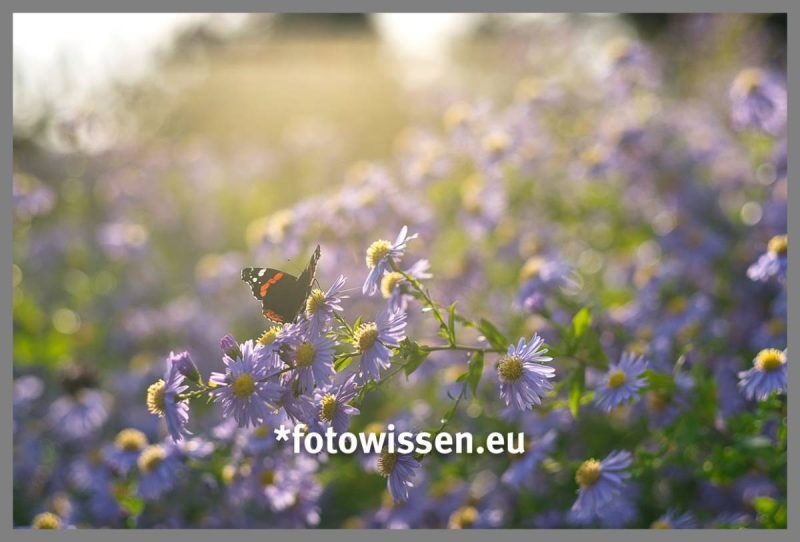 Im Hier und Jetzt sein wie der Schmetterling in der Sonne. Achtsam Fotografieren macht glücklich.