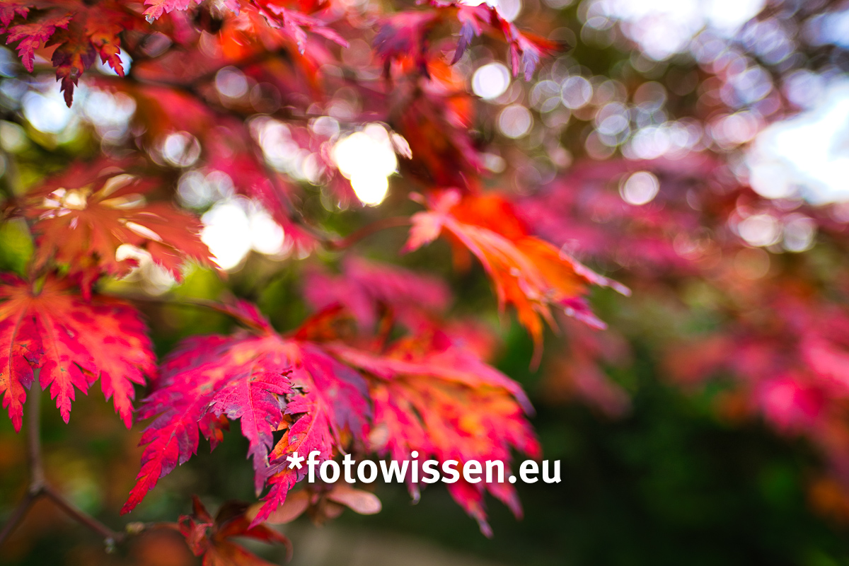 Luminar 4 - Einfache Bildbearbeitung in kürzester Zeit Luminar 4 - Einfache Bildbearbeitung in kürzester Zeit