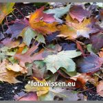 Man muss nur hinsehen, entdecken und die Kamera zücken