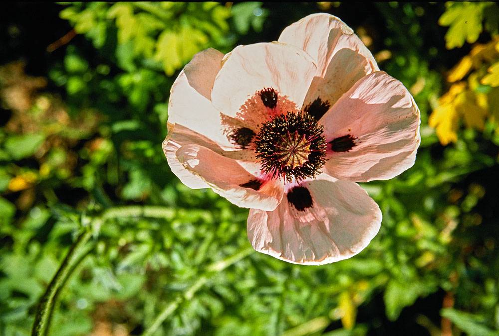 mohn-in-langenfeld-20020630-holzborn-cd7135kl