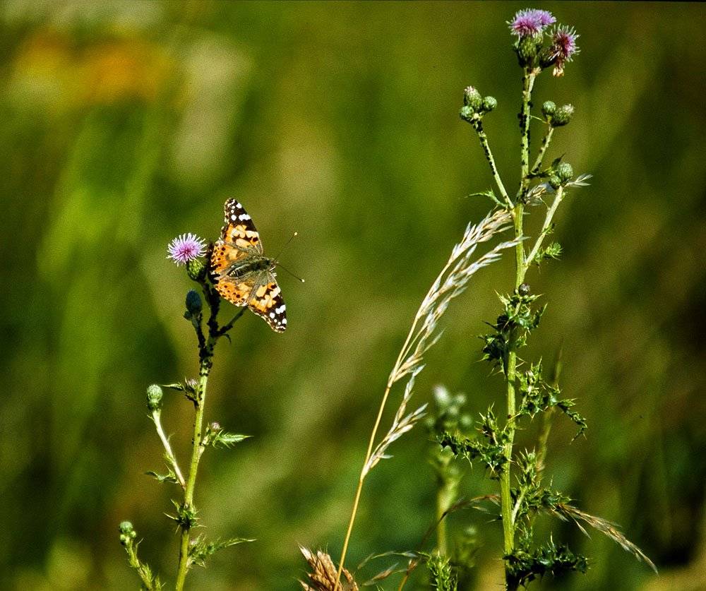 schmetterling-in-langenfeld-20020629-holzborn-cd7150kl