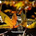 Testbild Fujifilm X-Pro3