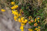 Äußere Hebriden South Uist