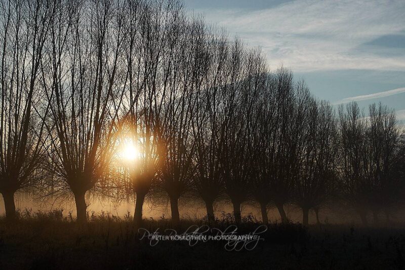 Weiden im Sonnenaufgang mit ein bisschen Nebel in Grefrath