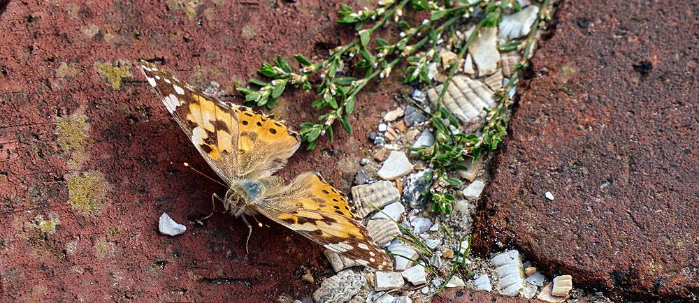 ansicht-auf-borkum-20190909-holzborn-8239kl