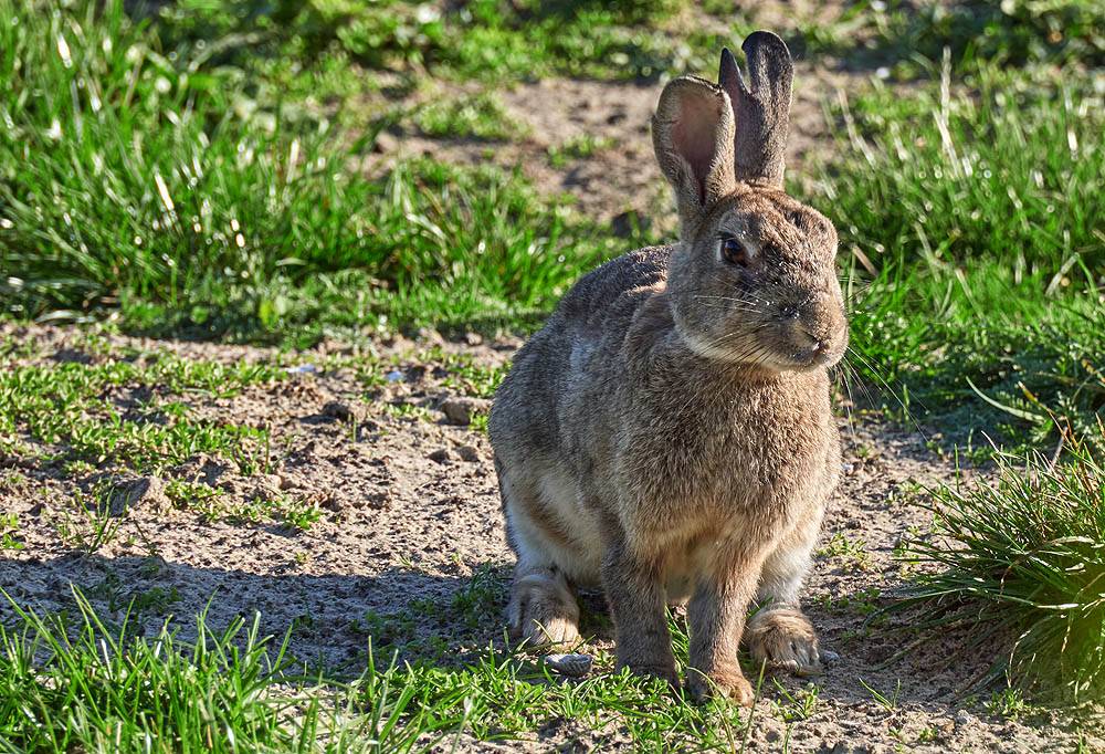 kaninchen-auf-borkum-20190910-holzborn-8571kl