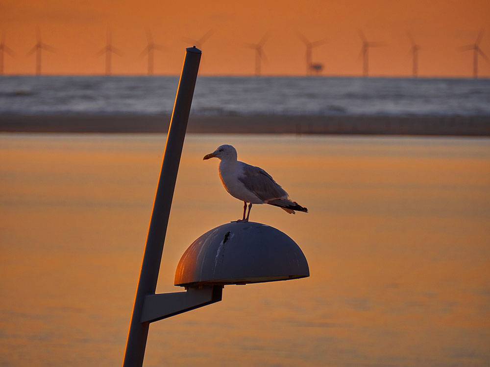 moewe-auf-borkum-20190908-holzborn-7999kl