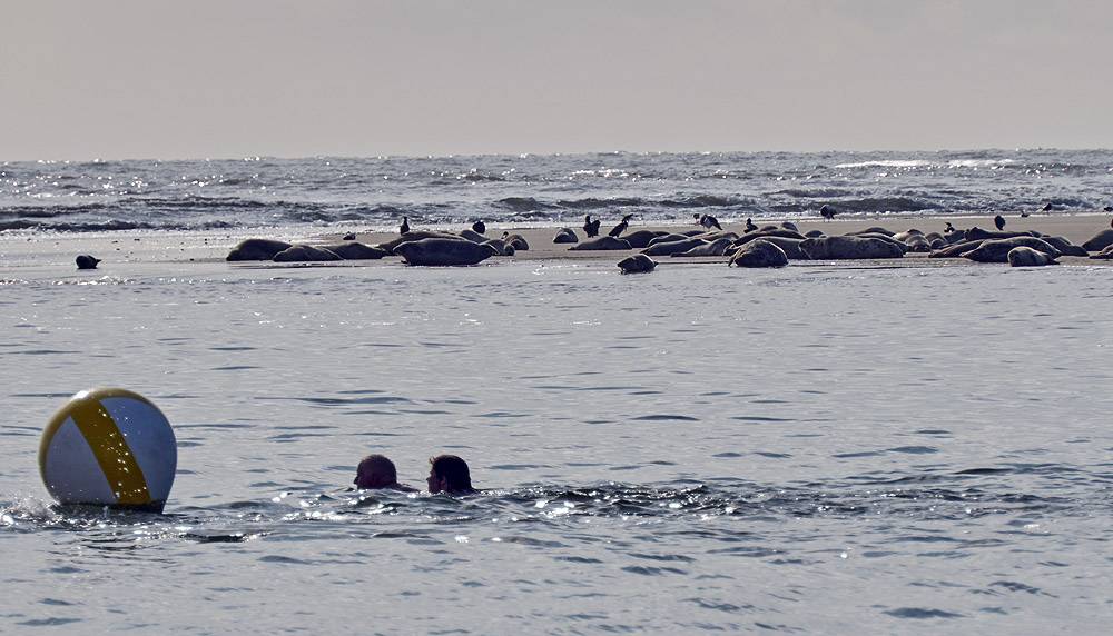 seehund-riff-auf-borkum-20190908-holzborn-7967kl