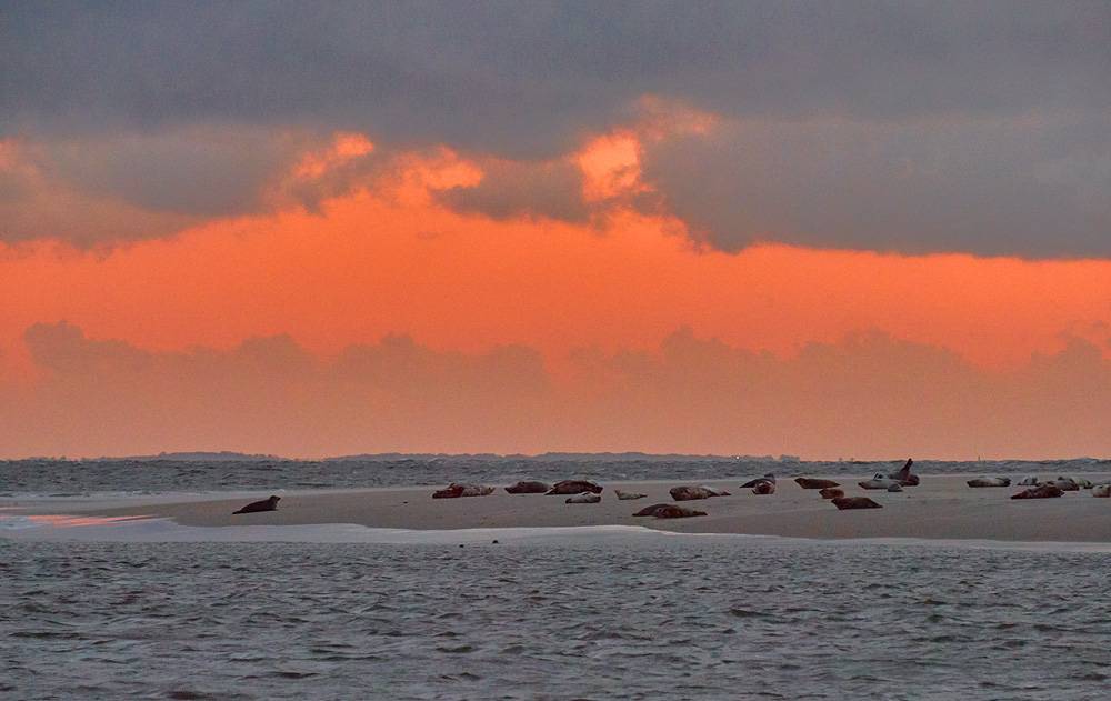 su-seehunde-auf-borkum-20190904-holzborn-7428kl