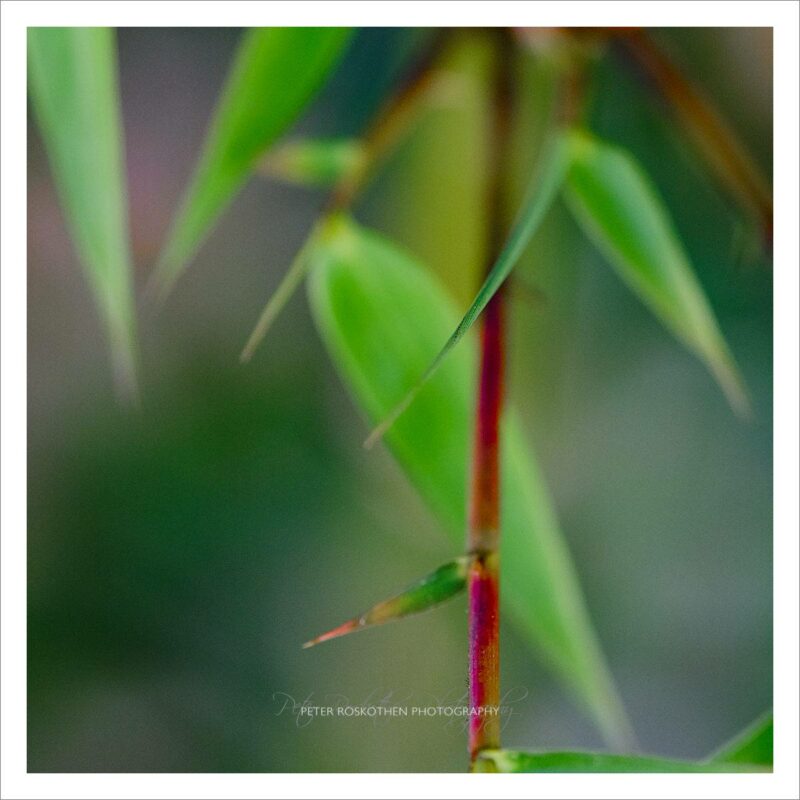 Mystisches Asien Komplementär - Meditative Fotografie