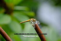 Wildlifefotografie mit Fujifilm - Bearbeitet Helligkeit und Rauschen, ganzes Foto