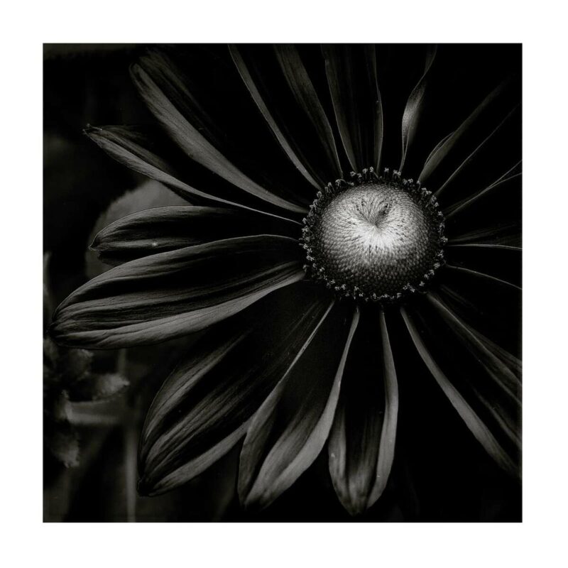Black Flower - Foto Dirk Just