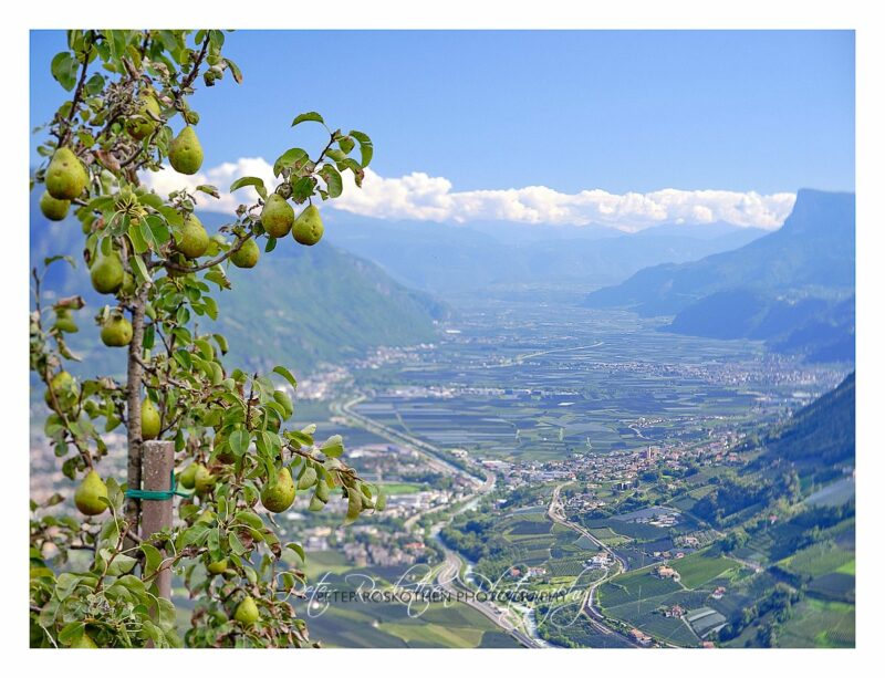 Blick vorbei an Birnen ins Tal Blick vorbei an Birnen ins Tal
