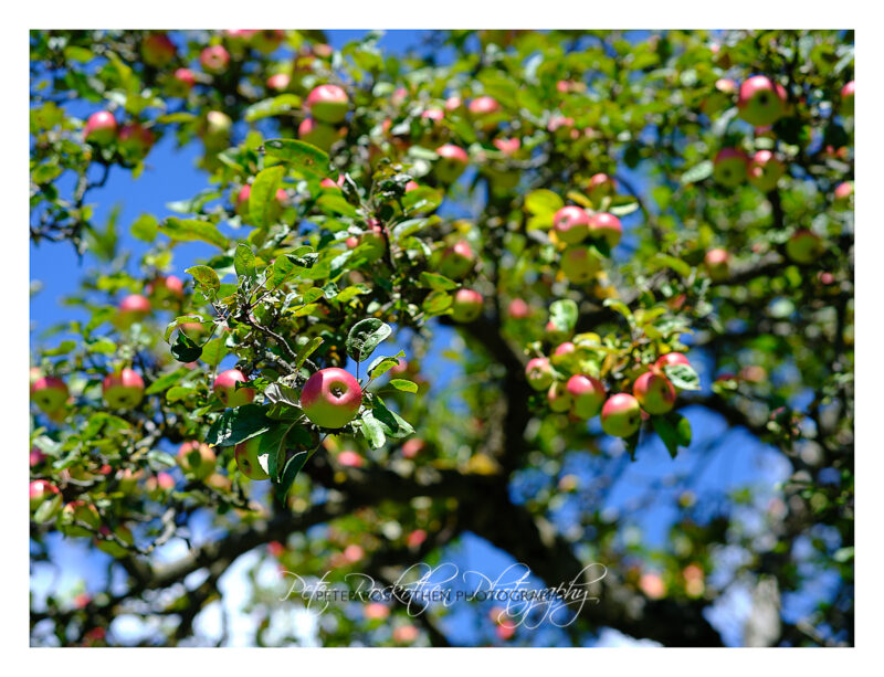 Foto Bedeutung im Auge des Betrachters - Apfelbaum - Canon TSE 90mm Foto Bedeutung im Auge des Betrachters - Apfelbaum