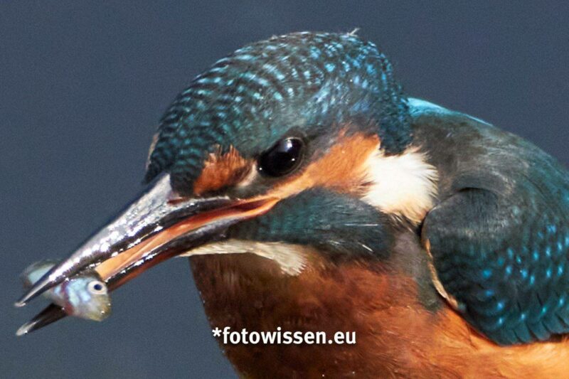 Entwickelt in Capture One mit Rauschminderung Entwickelt in Capture One mit Rauschminderung