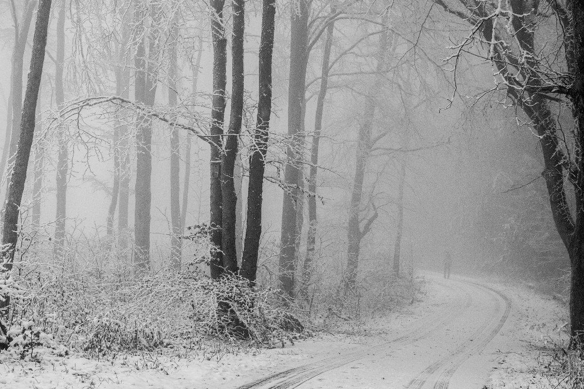 Nebliger Winterwald - *fotowissen Bild der Woche - *fotowissen