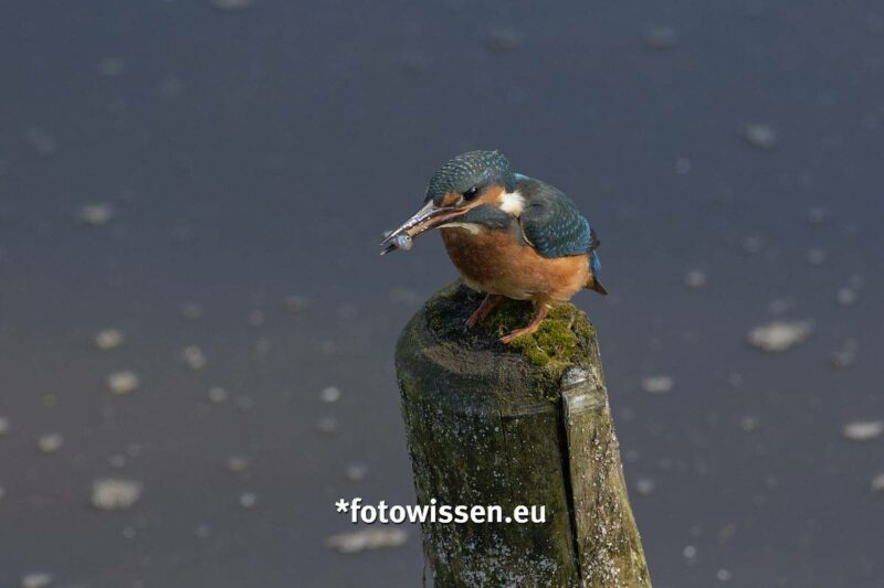 Entwickelt mit DxO PhotoLab 4 Entwickelt mit DxO PhotoLab 4