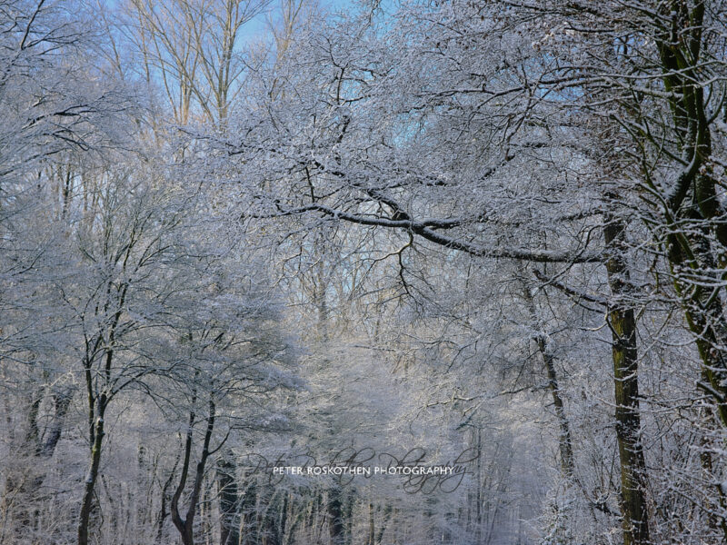Winterfoto mit Fujifilm GFX 50s Winterfoto mit Fujifilm GFX 50s