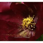 Erfahrungsbericht Fujifilm GFX-Objektive - Meine liebsten Fujifilm GFX-Objektive