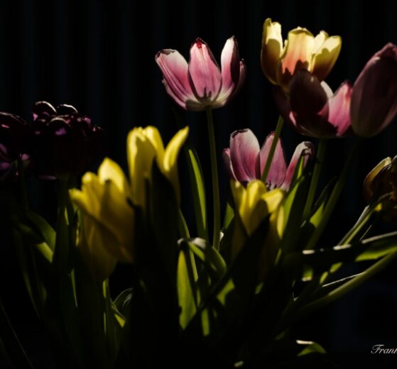 Schön Alt - Tulpen - Foto Frank Seeber - dscf2224