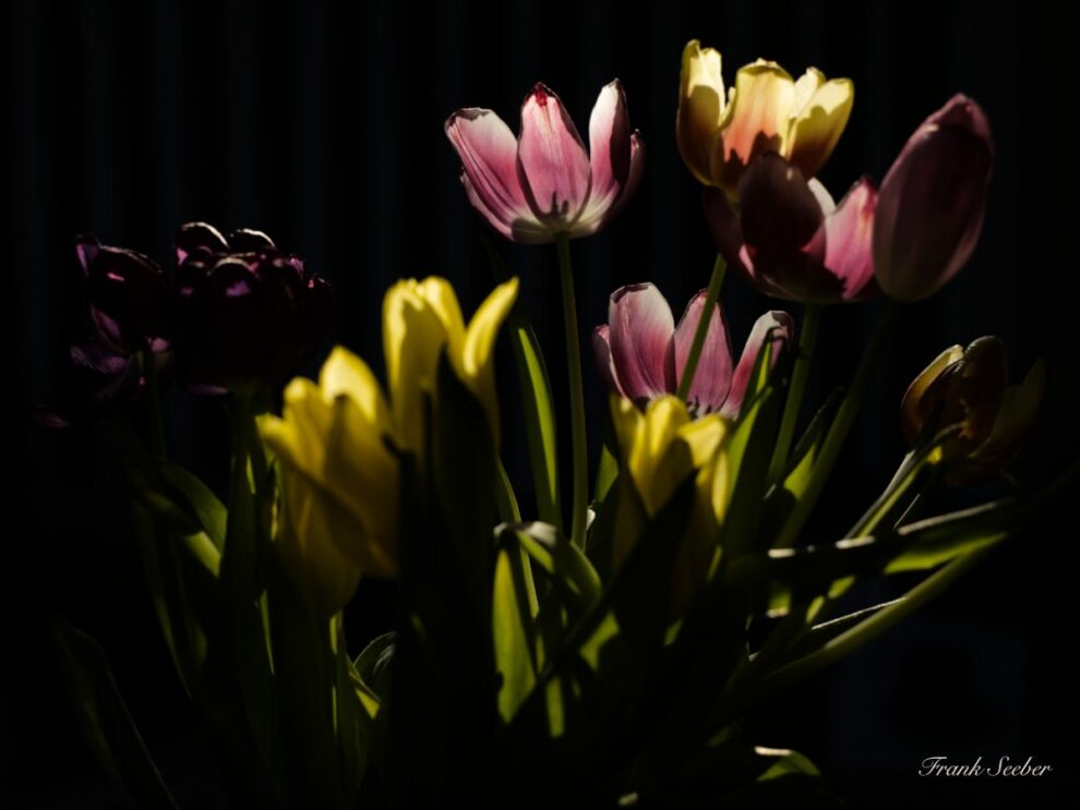 Schön Alt - Tulpen - Foto Frank Seeber - dscf2224