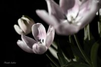 Schön Alt - Tulpen - Schwarzweiss Foto Frank Seeber - dscf8204 sw