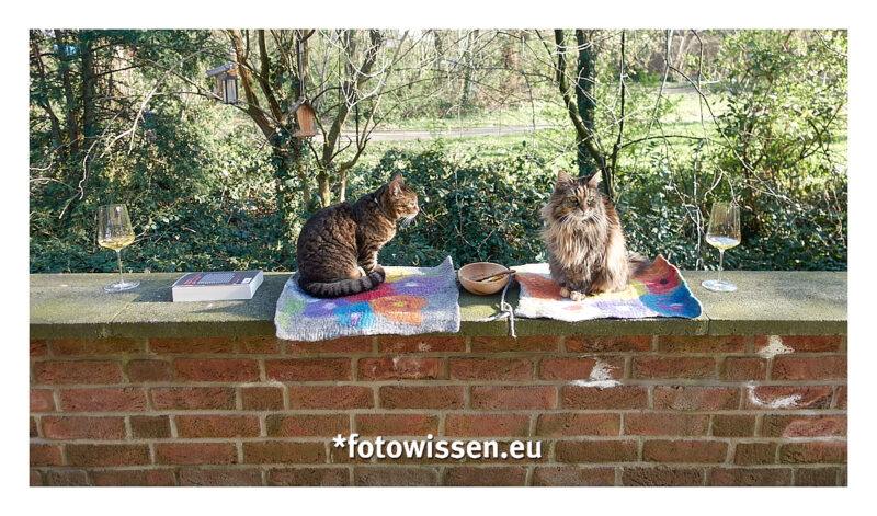 Katzen zu Hause beim Weinchen Katzen zu Hause beim Weinchen