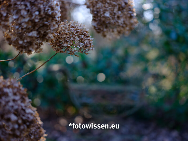 Testfoto Fujifilm GF 80 mm F/1.7 R WR - Bokeh bei F/1.7 Offenblende Testfoto Fujifilm GF 80 mm F/1.7 R WR - Bokeh bei F/1.7 Offenblende
